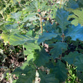 Sessile Oak (quercus petraea)