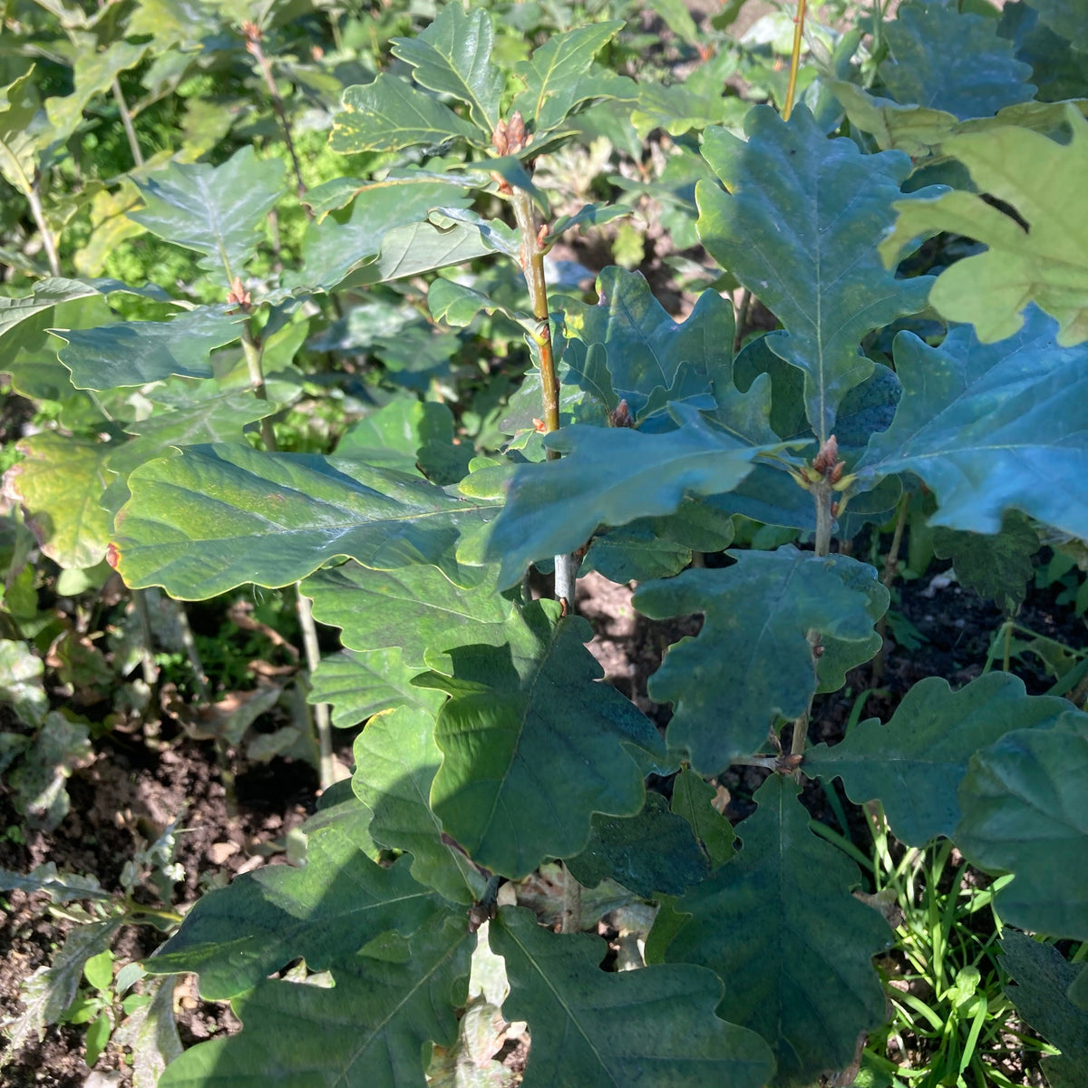 Sessile Oak (quercus petraea)
