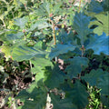 Sessile Oak (quercus petraea) Feathered Tree