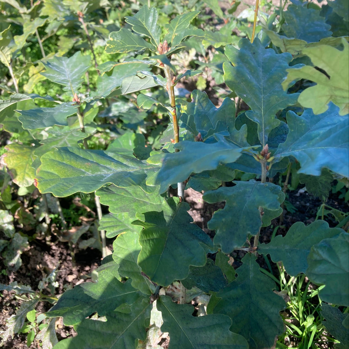 Sessile Oak (quercus petraea) Feathered Tree