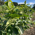 English Walnut (juglans regia)