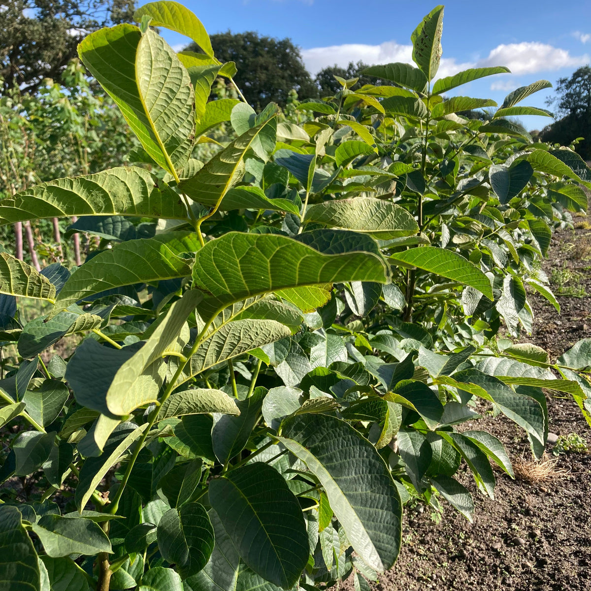 English Walnut (juglans regia)