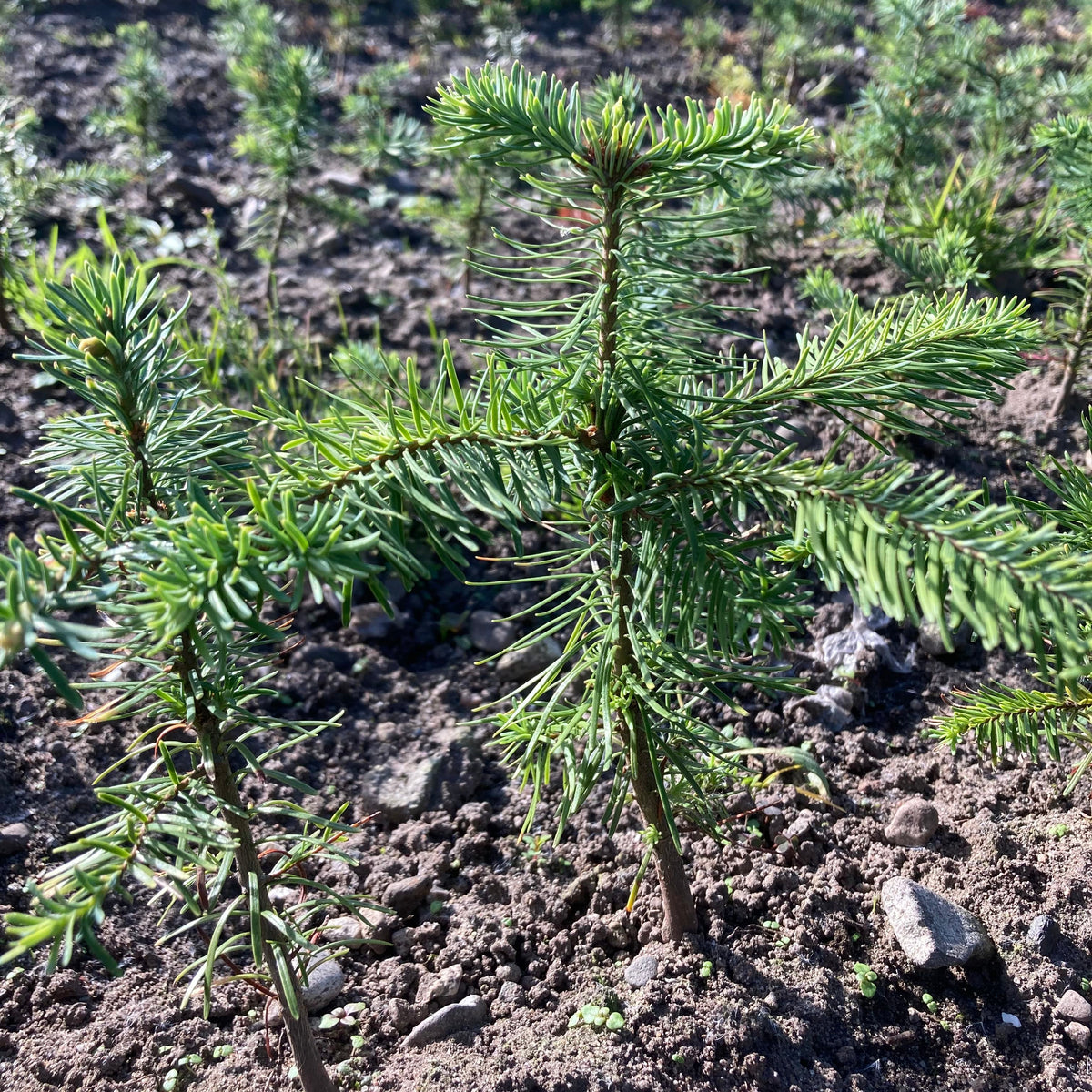 Noble Fir (abies procera)