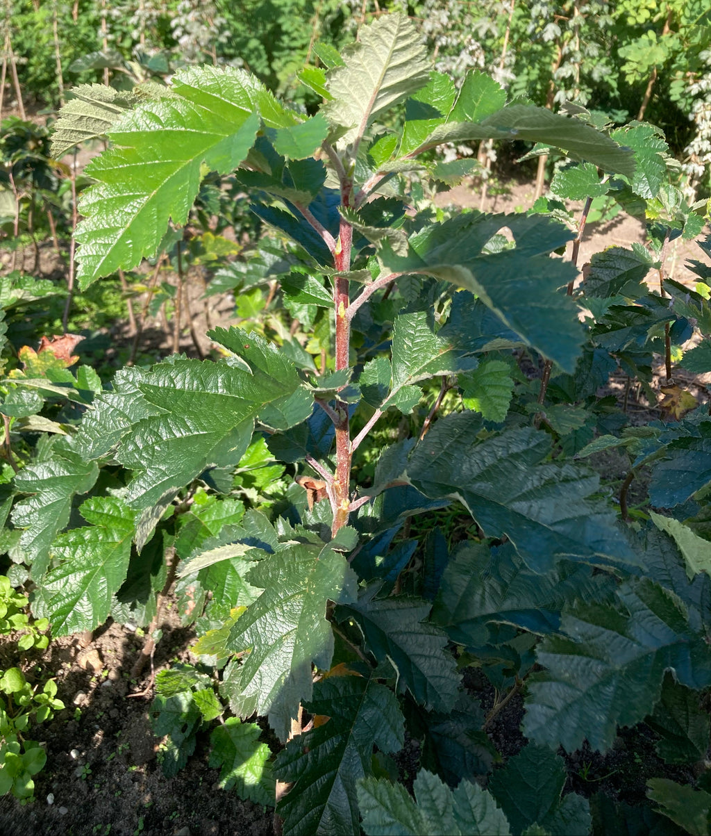 Swedish Whitebeam (sorbus intermedia)