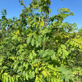 Black Locust (robinia pseudoacacia)