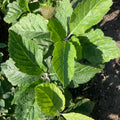 Whitebeam (sorbus aria)