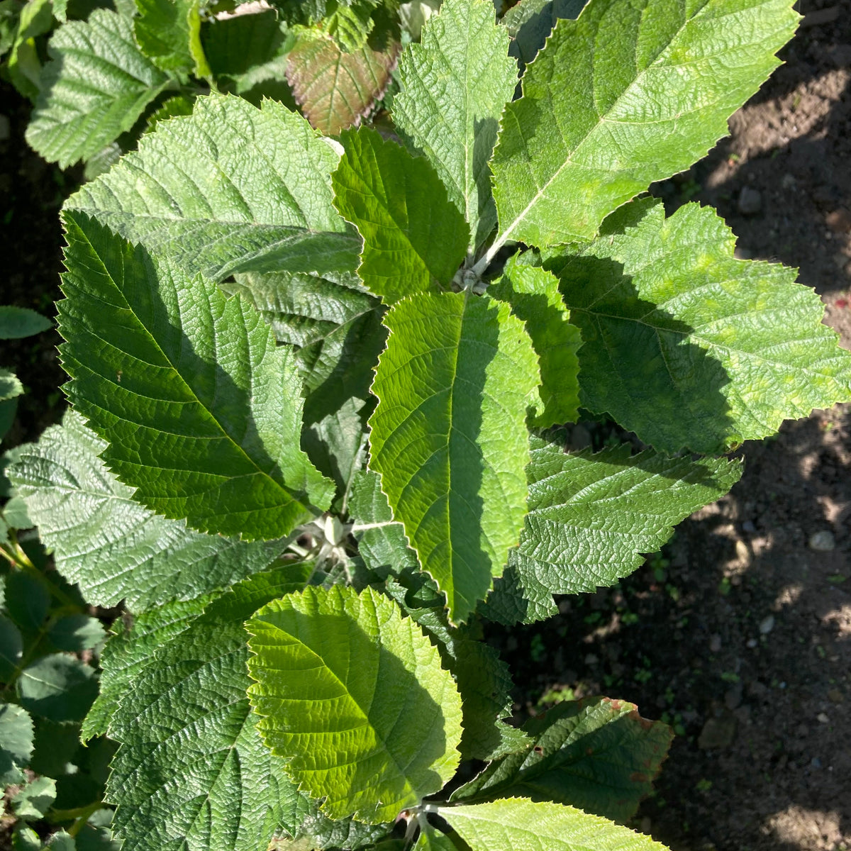 Whitebeam (sorbus aria)