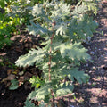 Hungarian Oak (quercus frainetto)
