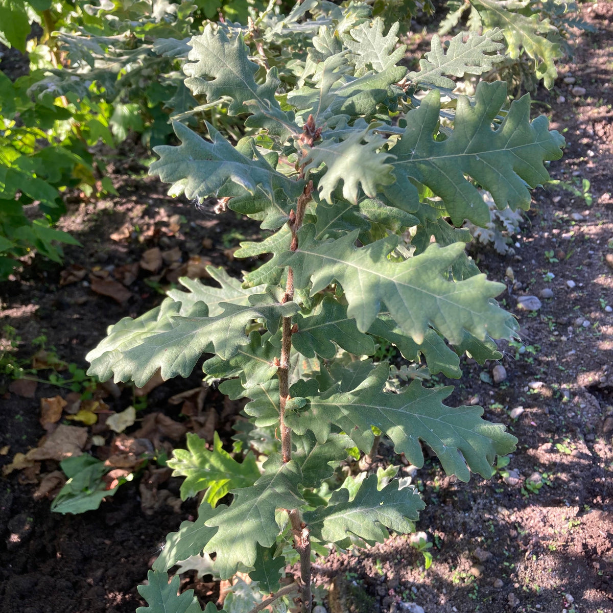 Hungarian Oak (quercus frainetto)