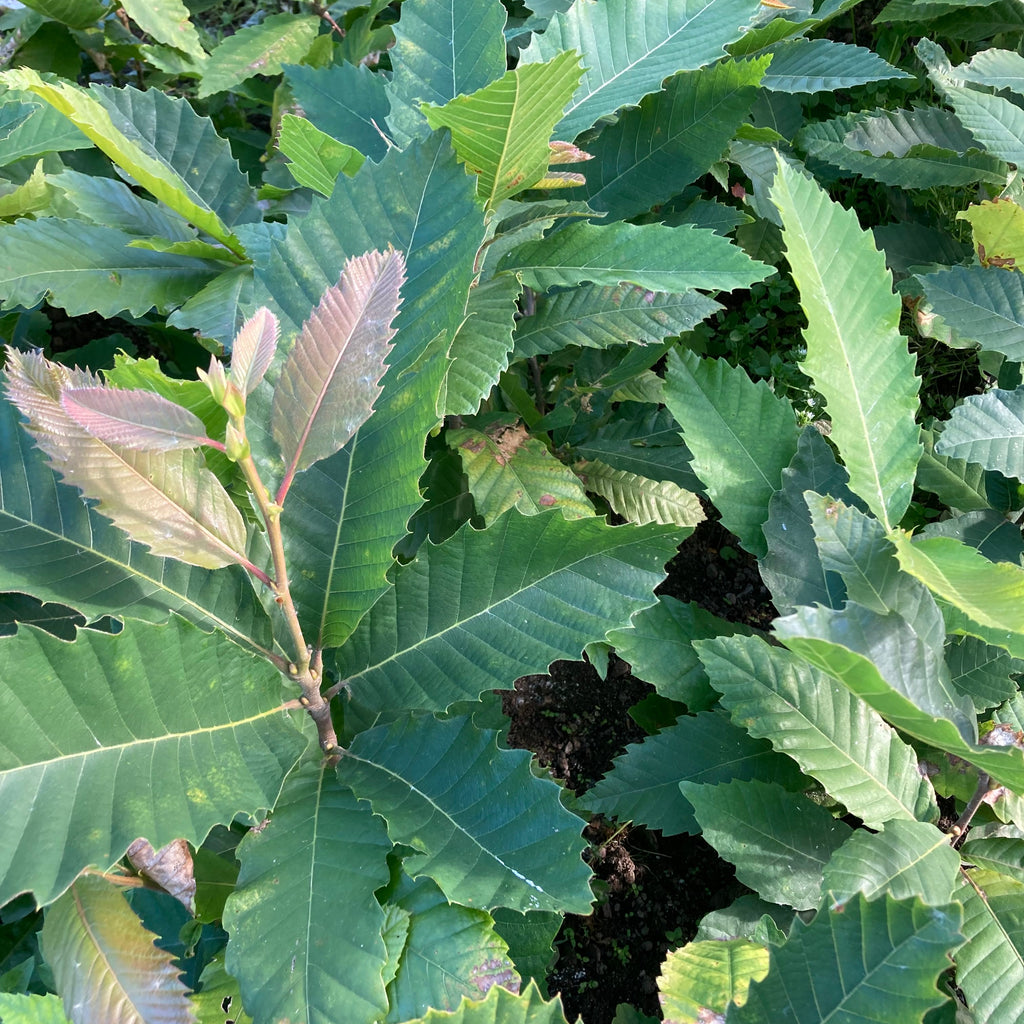 Sweet Chestnut (castanea sativa)
