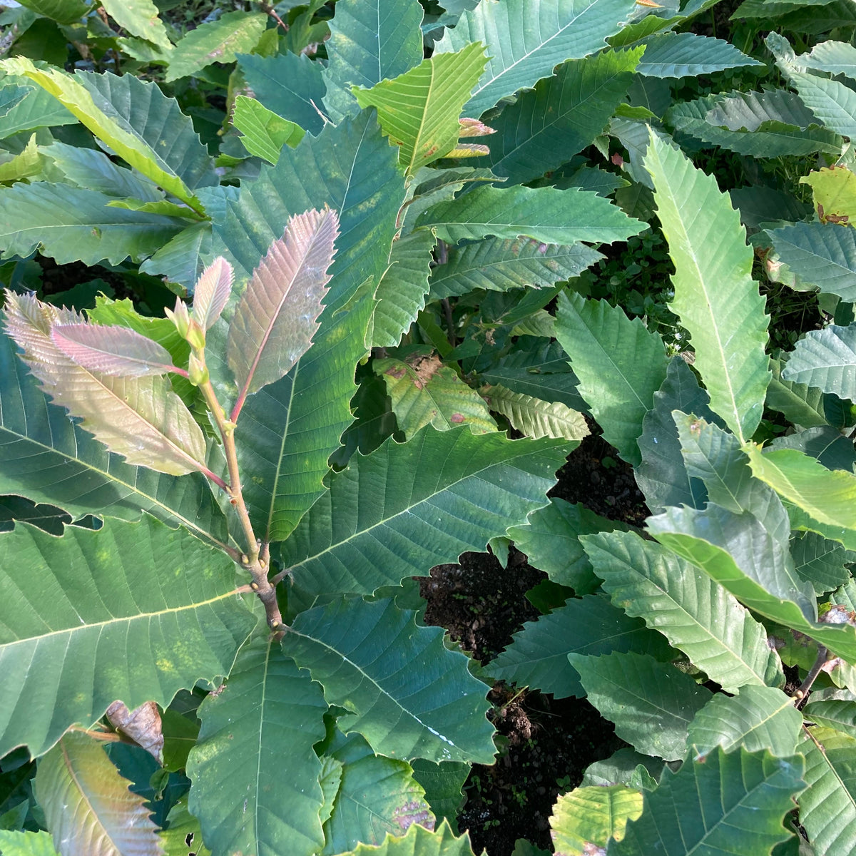 Sweet Chestnut (castanea sativa)