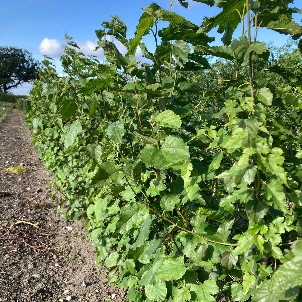 White Mulberry (morus alba)