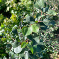 Wild Pear (pyrus communis)