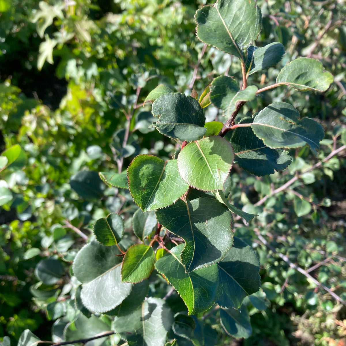 Wild Pear (pyrus communis)