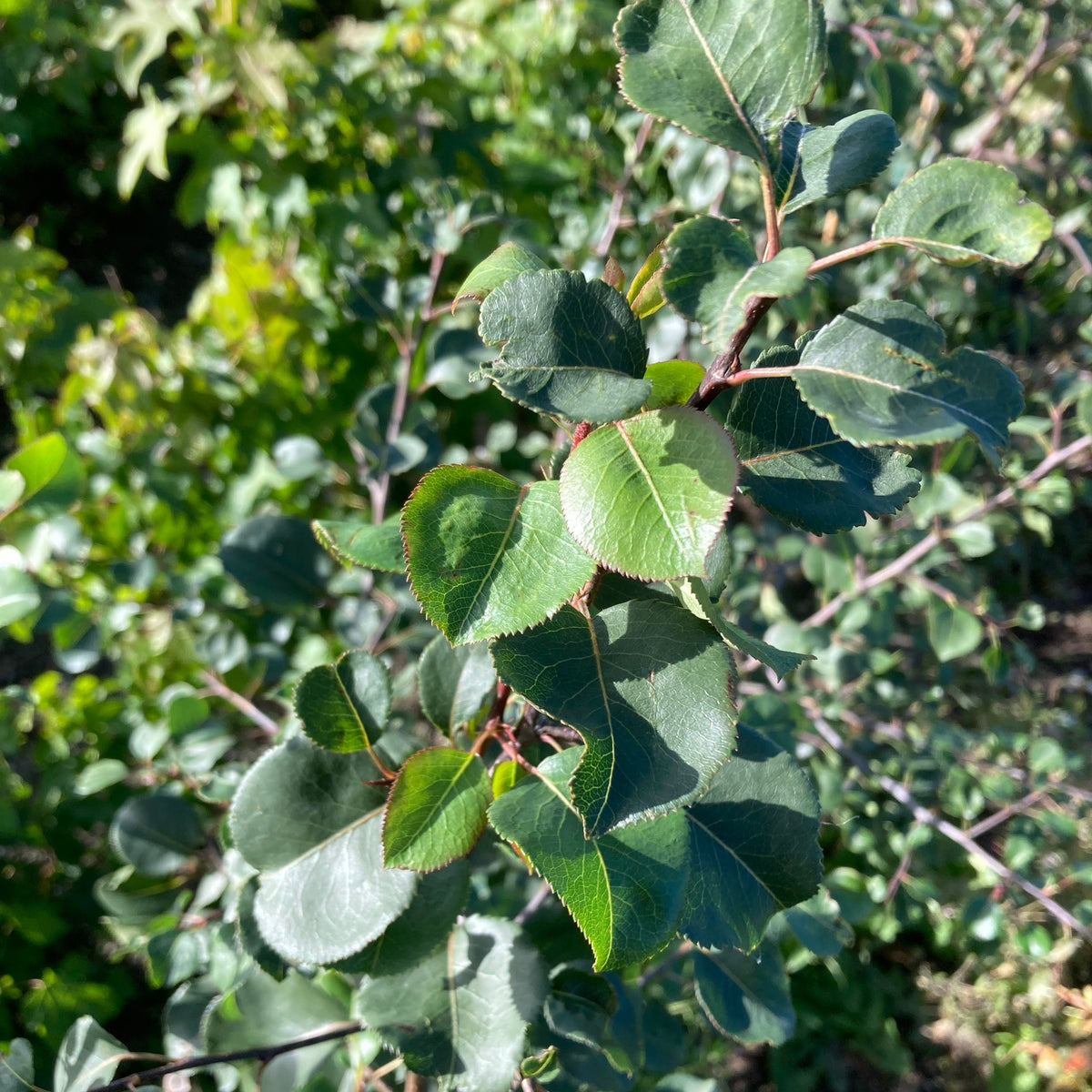 Wild Pear (pyrus communis) Feathered Tree