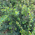 Hedging Honeysuckle (lonicera nitida)
