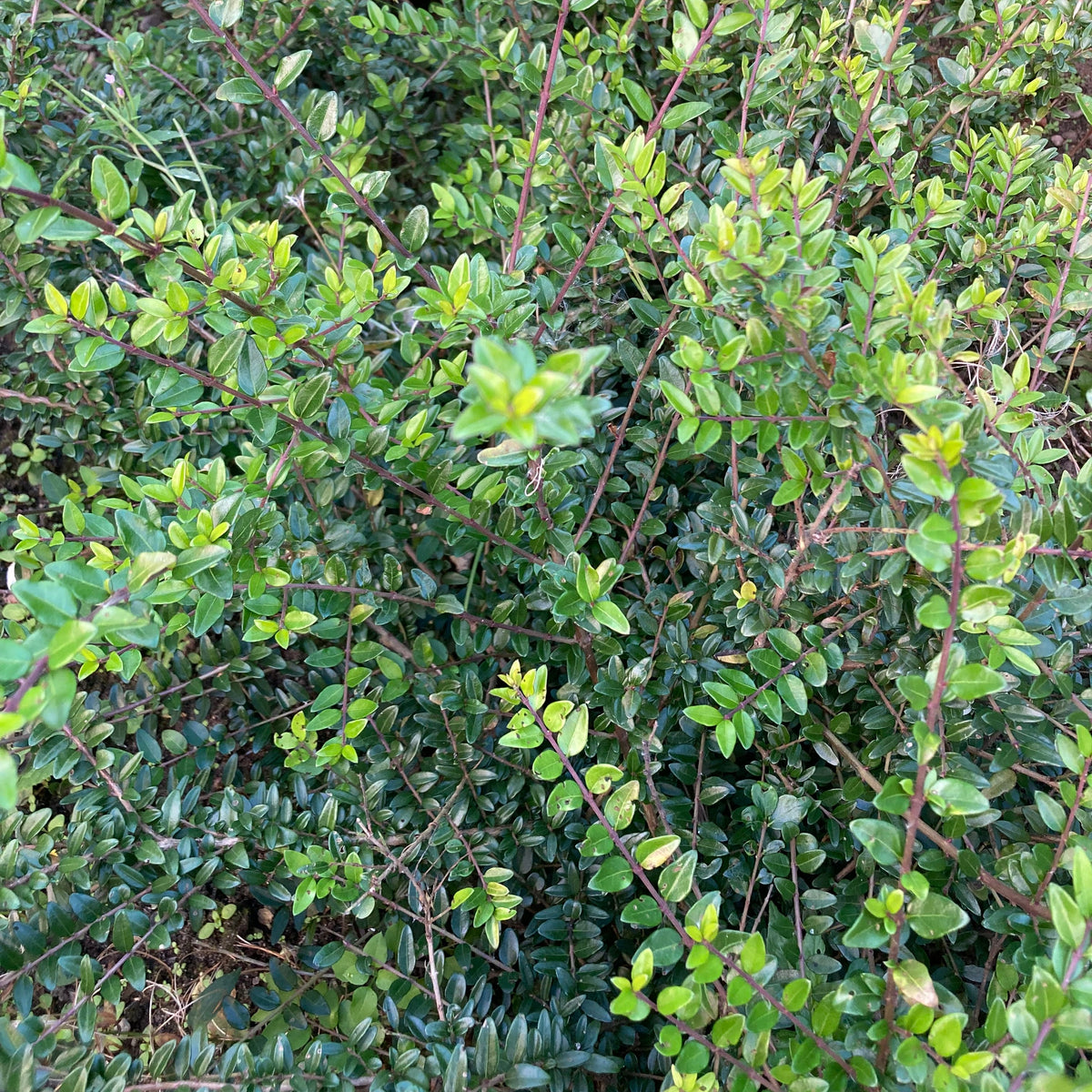 Hedging Honeysuckle (lonicera nitida)