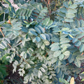 Siberian Pea Tree (caragana arborescens)