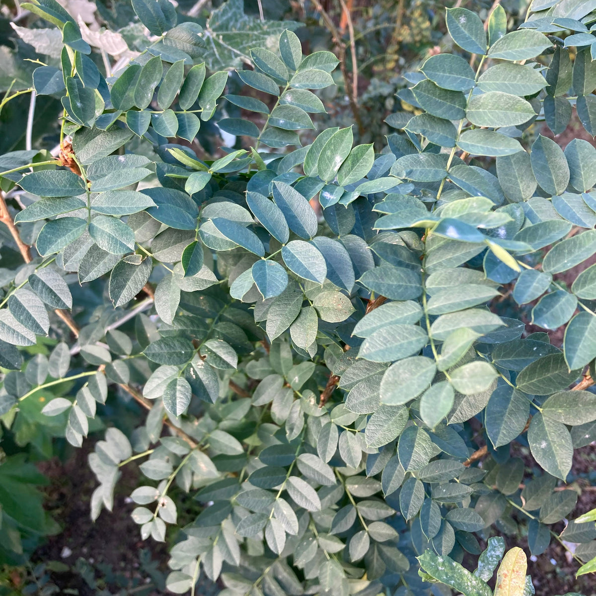 Siberian Pea Tree (caragana arborescens)