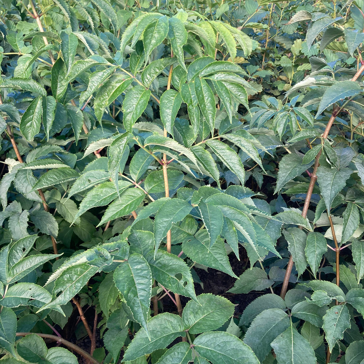 Red Elderberry (sambucus racemosa)