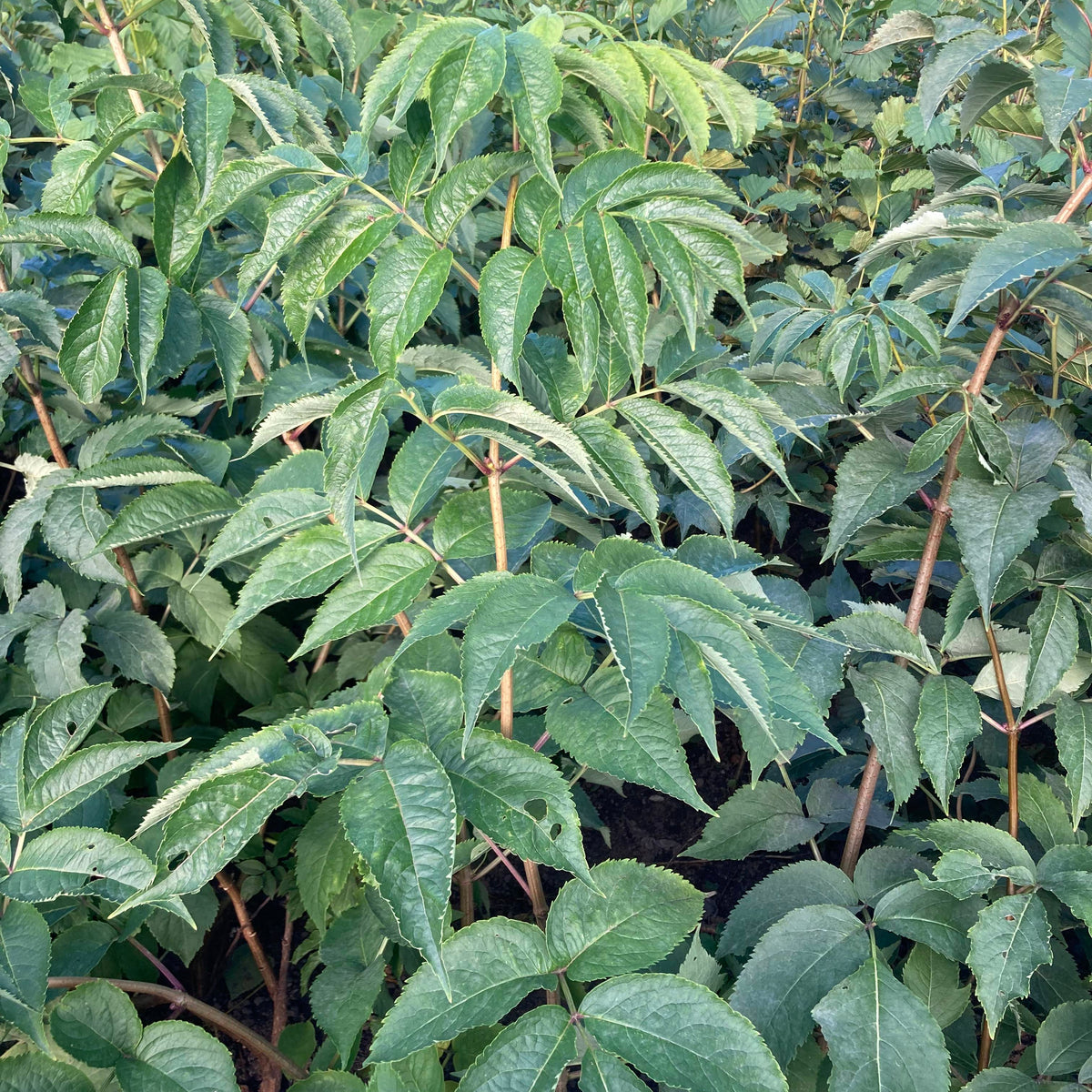 Red Elderberry (sambucus racemosa) Large Bush