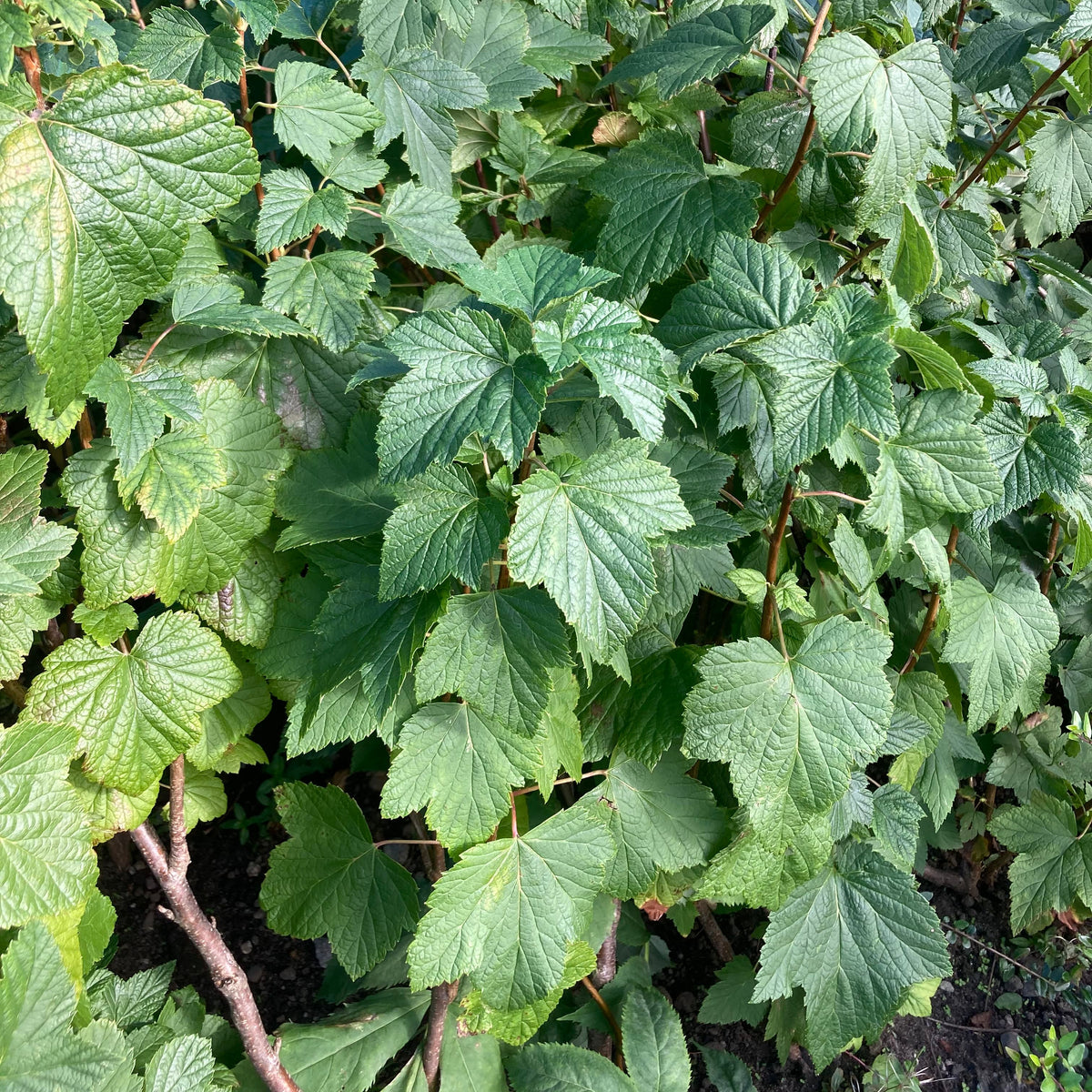 Wild Blackcurrent (ribes nigrum)