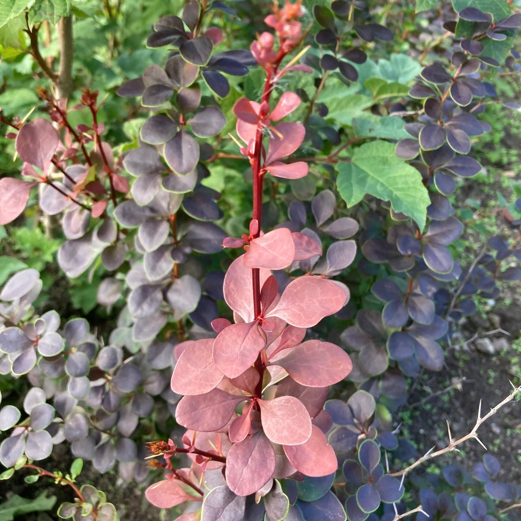 Purple Berberis (berberis thunbergii atropurpurea)