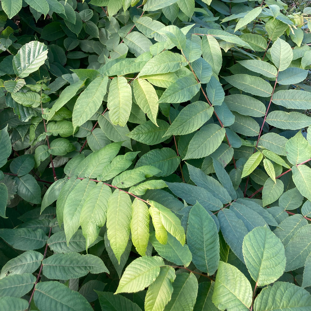 Black Walnut (juglans nigra)