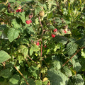 Wild Raspberry (rubus idaeus)