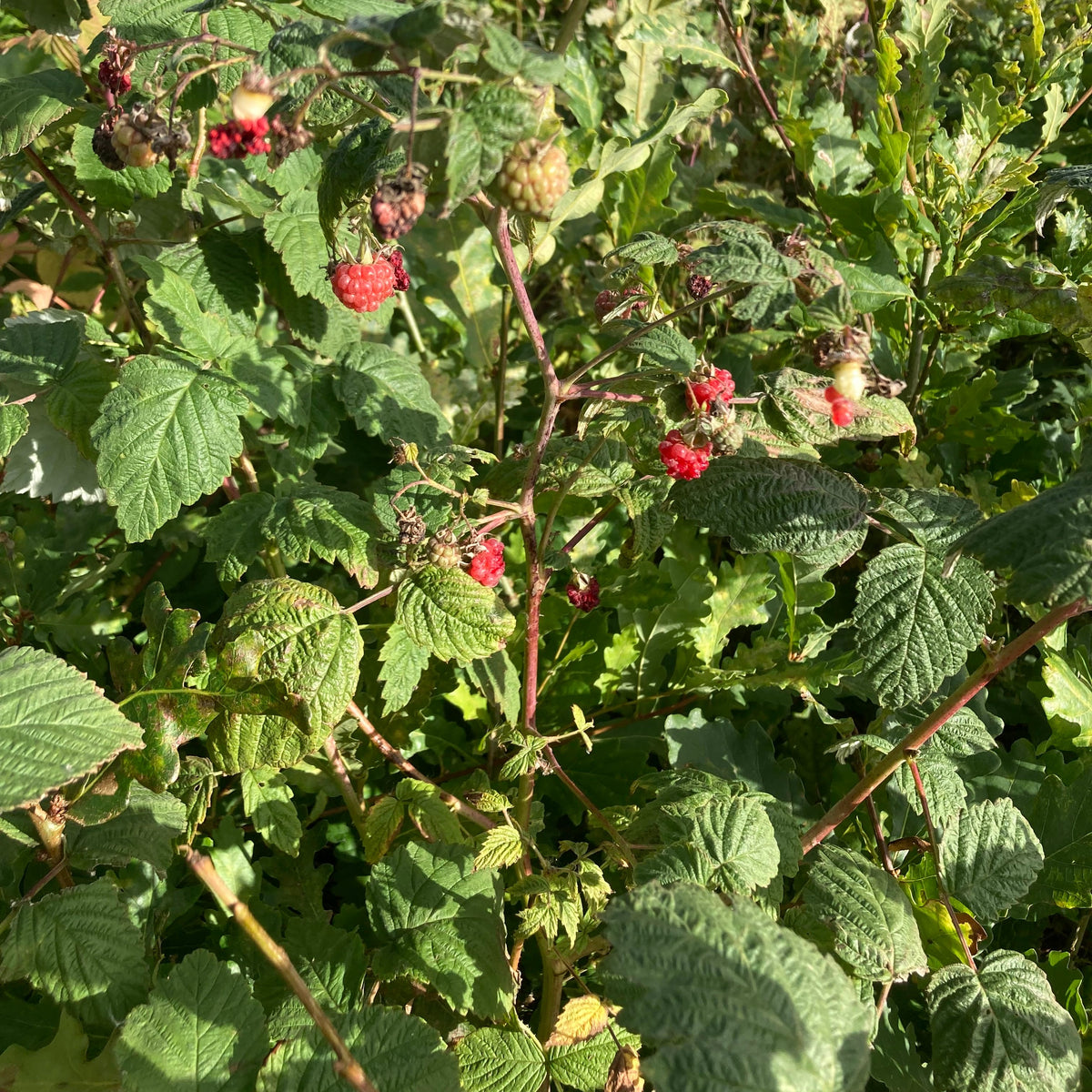 Wild Raspberry (rubus idaeus)