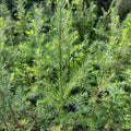 European Larch (larix decidua)