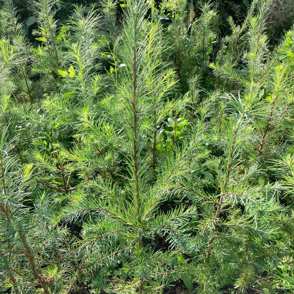 European Larch (larix decidua)