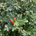Rugosa Rose (rosa rugosa)