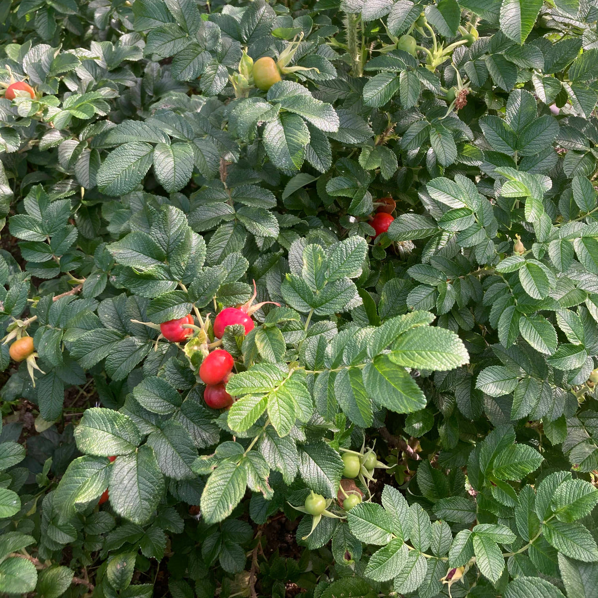 Rugosa Rose (rosa rugosa)