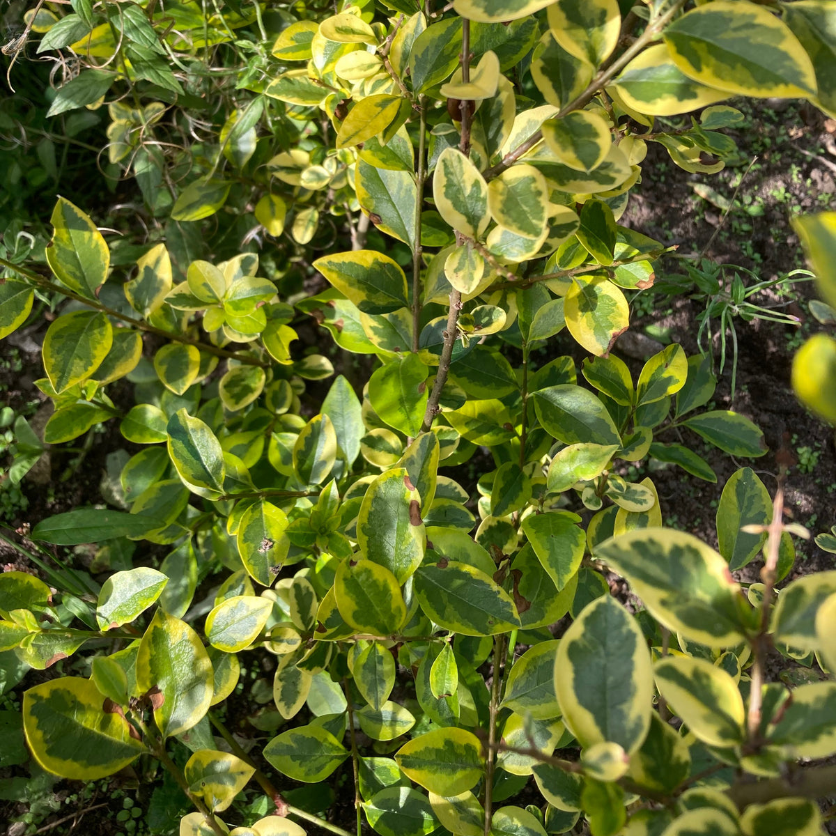 Golden Leaved Privet (ligustrum ovalifolium 'Aureum')