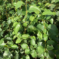 Italian Alder (alnus cordata)