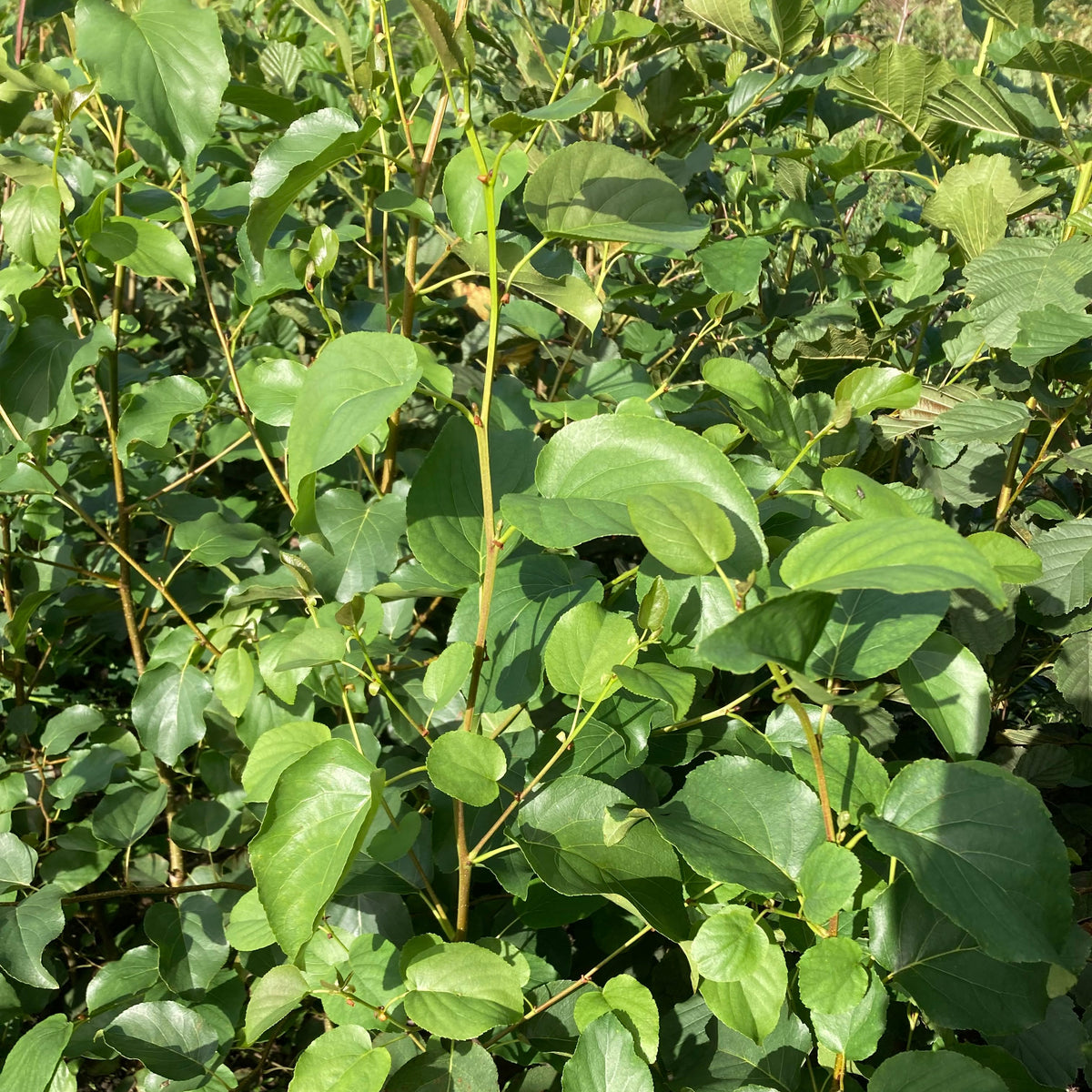 Italian Alder (alnus cordata) Feathered Tree