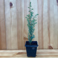 Juniper (juniperus communis)