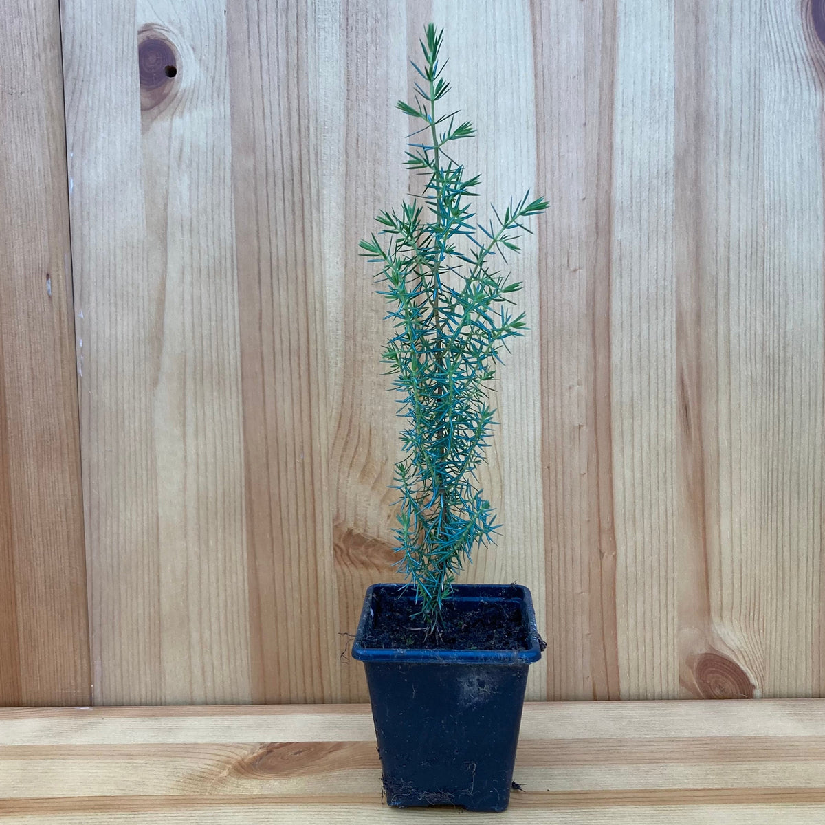 Juniper (juniperus communis)