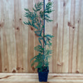 Leylandii / Leyland Cypress (cupressocyparis x leylandii)