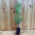 California Incense Cedar (calocedrus decurrens)
