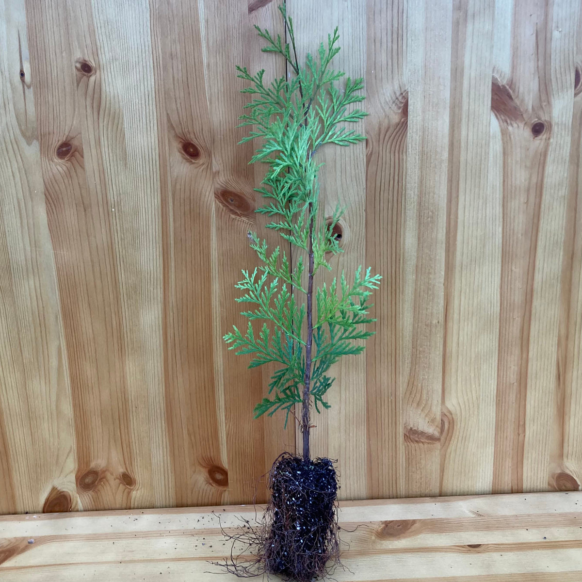 California Incense Cedar (calocedrus decurrens)
