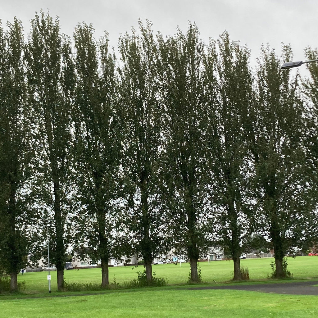 Hybrid Poplar (populus x canadensis 'Robusta')