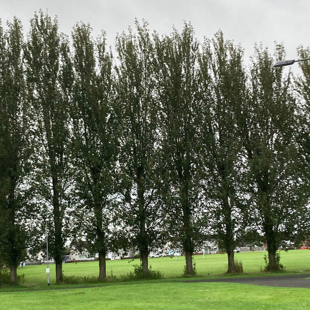 Hybrid Poplar (populus x canadensis 'Robusta')