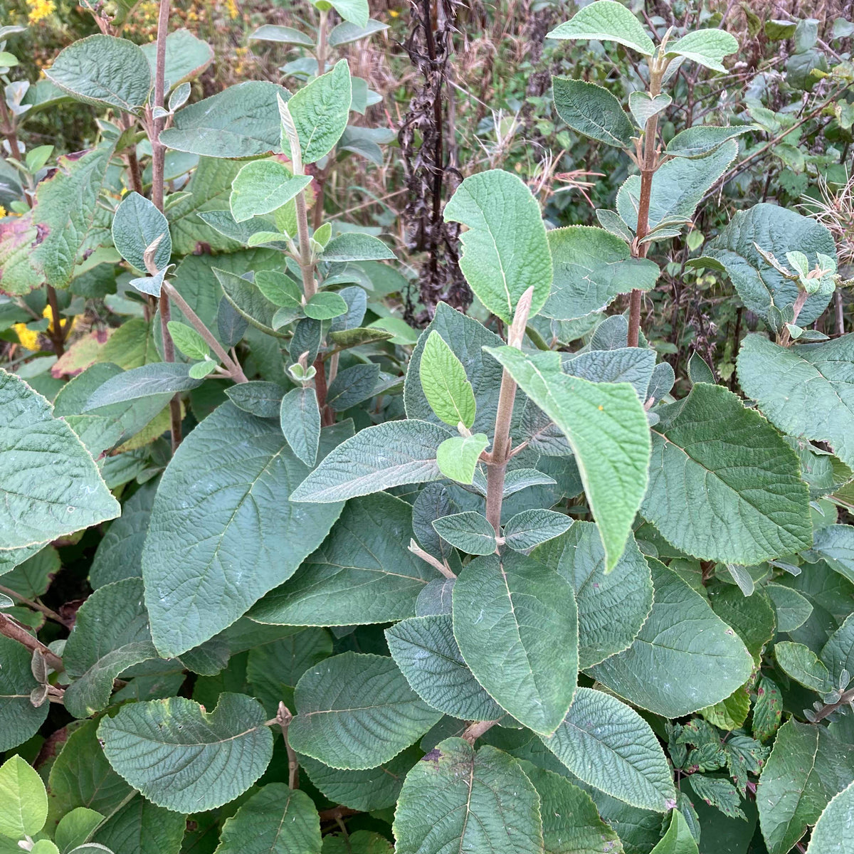 Wayfaring Tree (viburnum lantana)