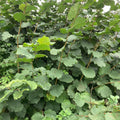 Hazel (corylus avellana)