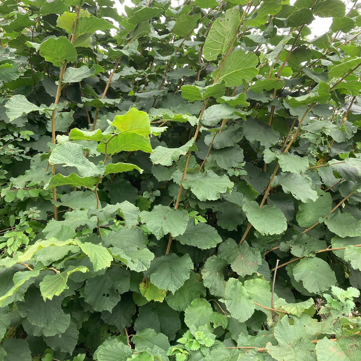 Hazel (corylus avellana)