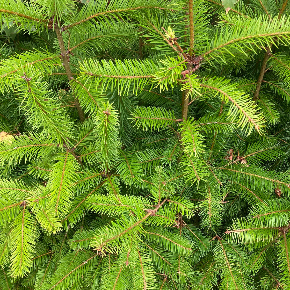 Douglas Fir (pseudotsuga menziesii)