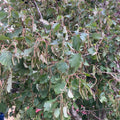 Grey Alder (alnus incana)