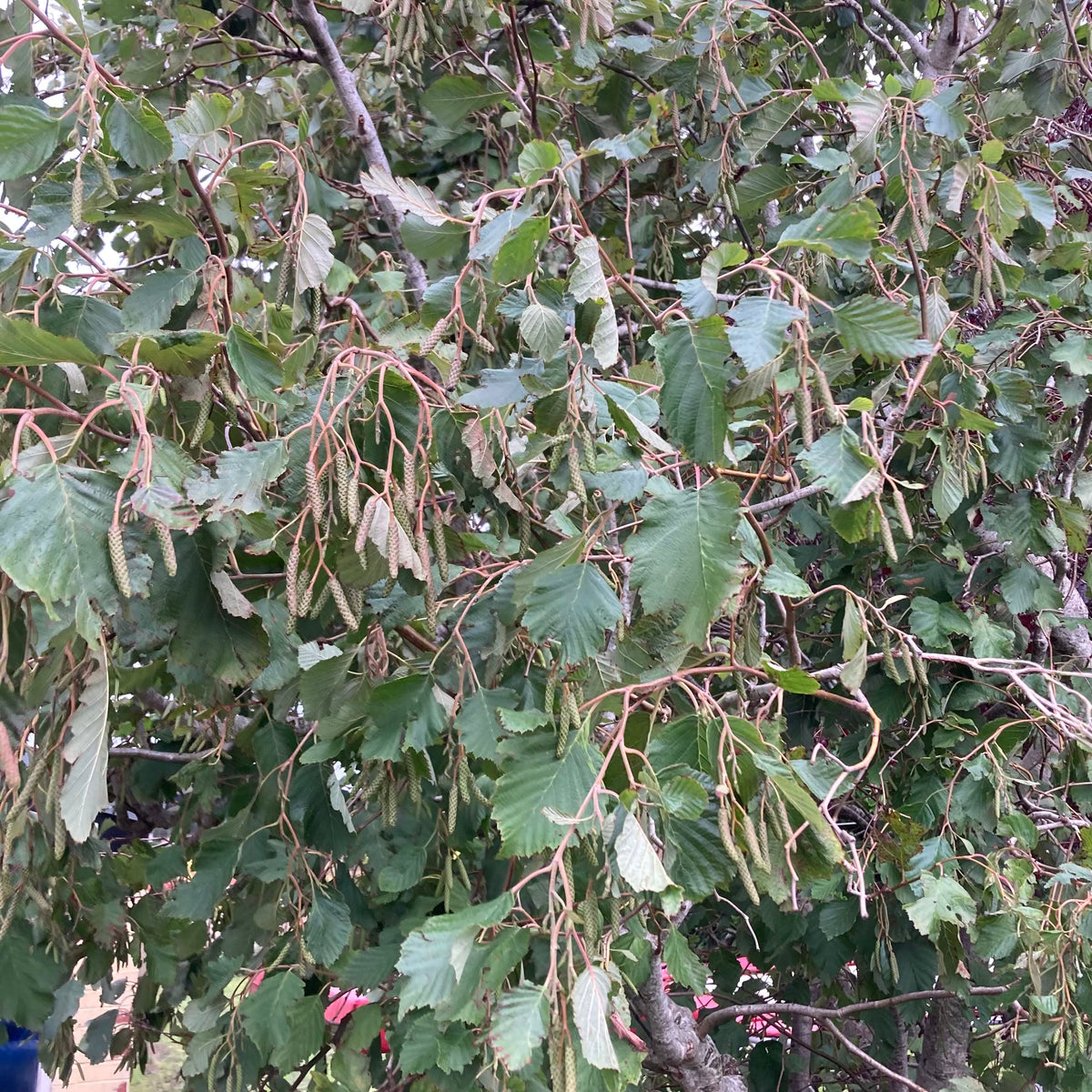 Grey Alder (alnus incana)